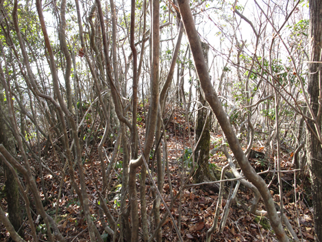 20140103hike (158)